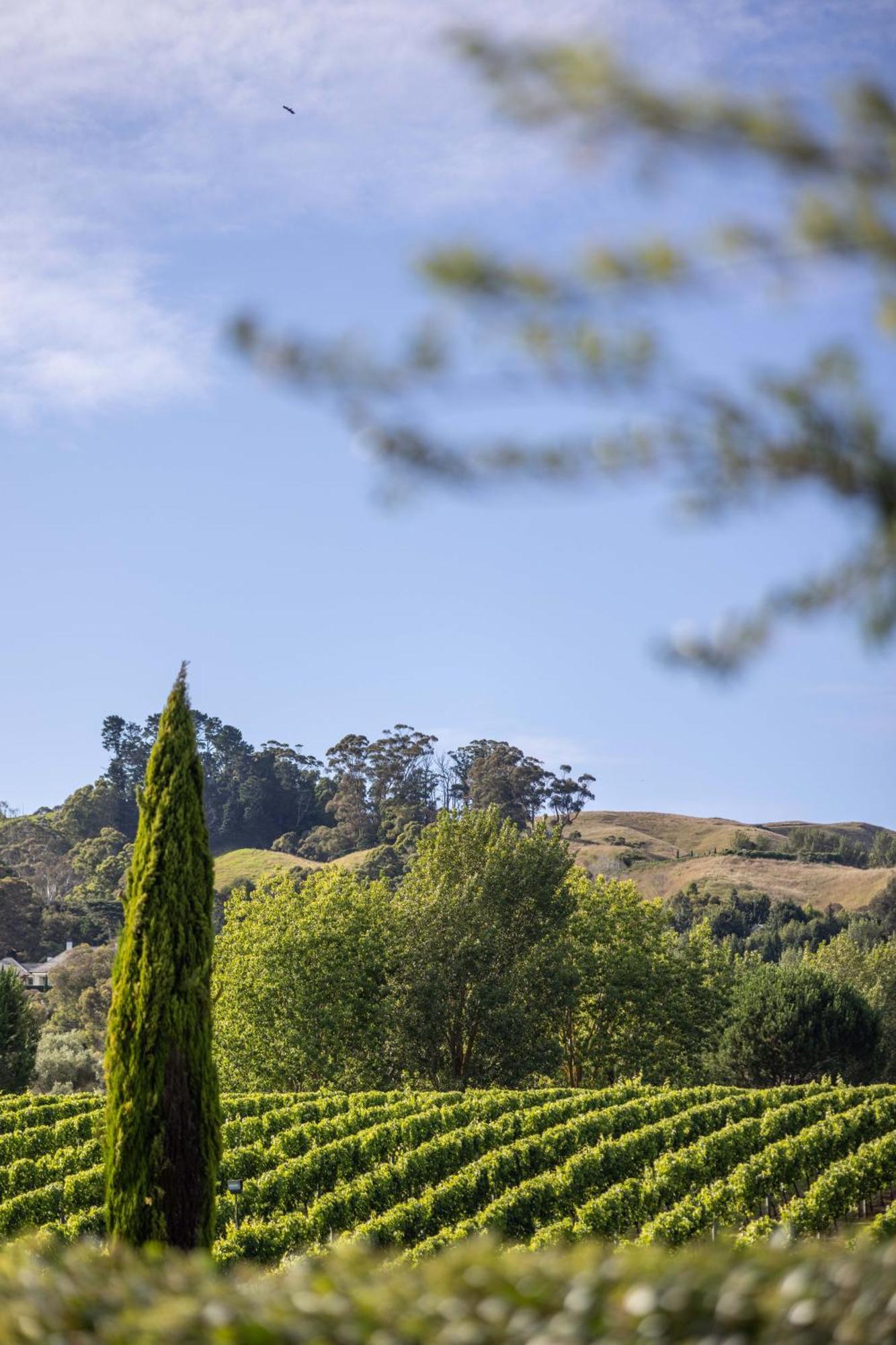 305 In The Vines Villa Havelock North Exterior photo